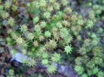 Marchantiophyta - liverworts